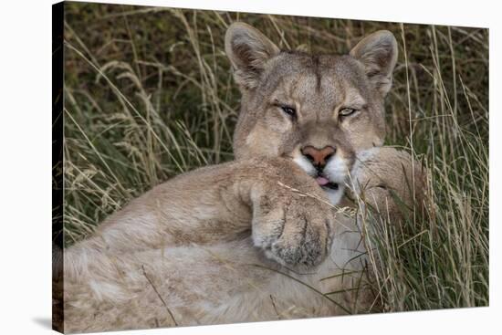 Puma, Chile-Art Wolfe Wolfe-Stretched Canvas