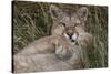 Puma, Chile-Art Wolfe Wolfe-Stretched Canvas