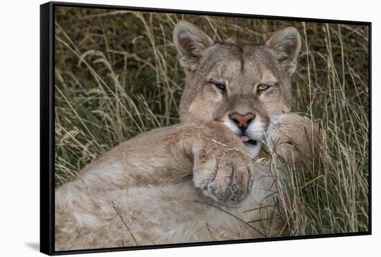 Puma, Chile-Art Wolfe Wolfe-Framed Stretched Canvas