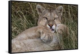 Puma, Chile-Art Wolfe Wolfe-Framed Stretched Canvas