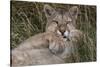 Puma, Chile-Art Wolfe Wolfe-Stretched Canvas