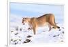 Puma cleaning paw of compacted snow, Patagonia, Chile-Nick Garbutt-Framed Photographic Print