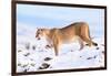 Puma cleaning paw of compacted snow, Patagonia, Chile-Nick Garbutt-Framed Photographic Print