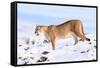 Puma cleaning paw of compacted snow, Patagonia, Chile-Nick Garbutt-Framed Stretched Canvas