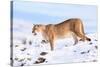 Puma cleaning paw of compacted snow, Patagonia, Chile-Nick Garbutt-Stretched Canvas
