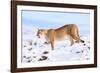 Puma cleaning paw of compacted snow, Patagonia, Chile-Nick Garbutt-Framed Photographic Print