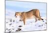 Puma cleaning paw of compacted snow, Patagonia, Chile-Nick Garbutt-Mounted Photographic Print