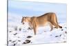 Puma cleaning paw of compacted snow, Patagonia, Chile-Nick Garbutt-Stretched Canvas