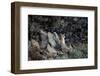 Puma cub sitting among rocks, looking up at falling snow, Chile-Lucas Bustamante-Framed Photographic Print