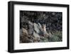 Puma cub sitting among rocks, looking up at falling snow, Chile-Lucas Bustamante-Framed Photographic Print