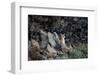 Puma cub sitting among rocks, looking up at falling snow, Chile-Lucas Bustamante-Framed Photographic Print