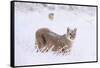 Puma cub walking in deep, fresh snow, Chile-Nick Garbutt-Framed Stretched Canvas