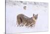 Puma cub walking in deep, fresh snow, Chile-Nick Garbutt-Stretched Canvas