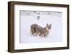 Puma cub walking in deep, fresh snow, Chile-Nick Garbutt-Framed Photographic Print