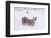 Puma cub walking in deep, fresh snow, Chile-Nick Garbutt-Framed Photographic Print