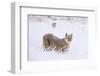 Puma cub walking in deep, fresh snow, Chile-Nick Garbutt-Framed Photographic Print