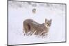 Puma cub walking in deep, fresh snow, Chile-Nick Garbutt-Mounted Photographic Print