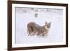 Puma cub walking in deep, fresh snow, Chile-Nick Garbutt-Framed Photographic Print