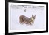 Puma cub walking in deep, fresh snow, Chile-Nick Garbutt-Framed Photographic Print