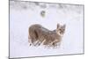 Puma cub walking in deep, fresh snow, Chile-Nick Garbutt-Mounted Photographic Print