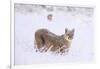 Puma cub walking in deep, fresh snow, Chile-Nick Garbutt-Framed Photographic Print