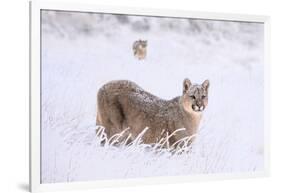Puma cub walking in deep, fresh snow, Chile-Nick Garbutt-Framed Photographic Print
