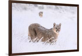 Puma cub walking in deep, fresh snow, Chile-Nick Garbutt-Framed Photographic Print