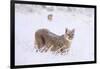 Puma cub walking in deep, fresh snow, Chile-Nick Garbutt-Framed Photographic Print