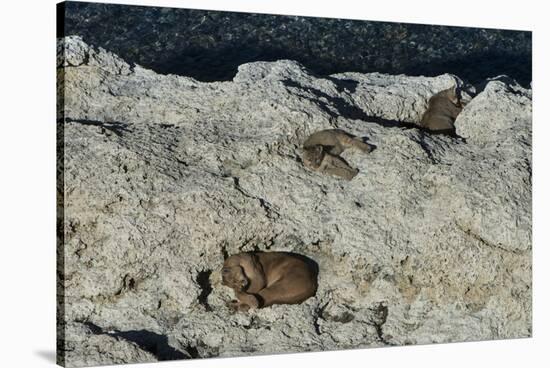 Puma Cubs, Torres del Paine NP, Patagonia, Magellanic Region, Chile-Pete Oxford-Stretched Canvas