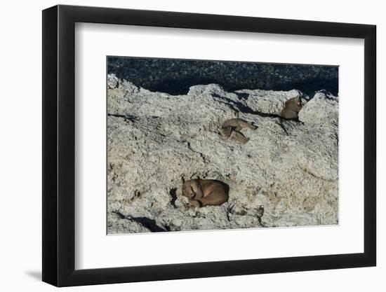 Puma Cubs, Torres del Paine NP, Patagonia, Magellanic Region, Chile-Pete Oxford-Framed Photographic Print