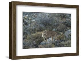 Puma Female, Lago Sarmiento, Torres del Paine NP, Patagonia, Chile-Pete Oxford-Framed Photographic Print