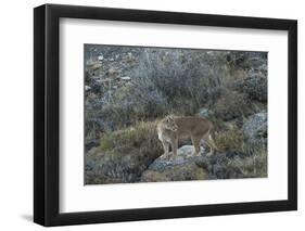 Puma Female, Lago Sarmiento, Torres del Paine NP, Patagonia, Chile-Pete Oxford-Framed Photographic Print