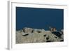 Puma Female, Lago Sarmiento, Torres del Paine NP, Patagonia, Chile-Pete Oxford-Framed Photographic Print