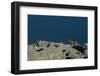 Puma Female, Lago Sarmiento, Torres del Paine NP, Patagonia, Chile-Pete Oxford-Framed Photographic Print