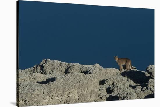 Puma Female, Lago Sarmiento, Torres del Paine NP, Patagonia, Chile-Pete Oxford-Stretched Canvas