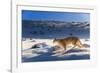 Puma female, running in deep fresh snow, Patagonia-Nick Garbutt-Framed Photographic Print