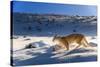 Puma female, running in deep fresh snow, Patagonia-Nick Garbutt-Stretched Canvas