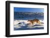 Puma female, running in deep fresh snow, Patagonia-Nick Garbutt-Framed Photographic Print