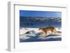 Puma female, running in deep fresh snow, Patagonia-Nick Garbutt-Framed Photographic Print