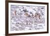 Puma female, stalking Guanaco herd in snow, Patagonia, Chile-Nick Garbutt-Framed Photographic Print