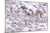 Puma female, stalking Guanaco herd in snow, Patagonia, Chile-Nick Garbutt-Mounted Photographic Print