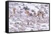 Puma female, stalking Guanaco herd in snow, Patagonia, Chile-Nick Garbutt-Framed Stretched Canvas