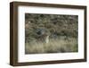 Puma Female, Torres del Paine NP, Patagonia, Magellanic Region, Chile-Pete Oxford-Framed Photographic Print