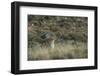 Puma Female, Torres del Paine NP, Patagonia, Magellanic Region, Chile-Pete Oxford-Framed Photographic Print