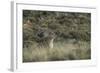 Puma Female, Torres del Paine NP, Patagonia, Magellanic Region, Chile-Pete Oxford-Framed Photographic Print