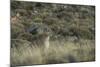 Puma Female, Torres del Paine NP, Patagonia, Magellanic Region, Chile-Pete Oxford-Mounted Photographic Print