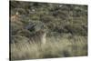 Puma Female, Torres del Paine NP, Patagonia, Magellanic Region, Chile-Pete Oxford-Stretched Canvas