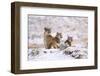 Puma female with two cubs sitting in fresh snow, Patagonia-Nick Garbutt-Framed Photographic Print