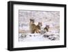 Puma female with two cubs sitting in fresh snow, Patagonia-Nick Garbutt-Framed Photographic Print