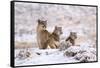 Puma female with two cubs sitting in fresh snow, Patagonia-Nick Garbutt-Framed Stretched Canvas